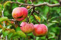 Doping für alte Obstgehölze