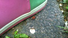 Rote Warntracht, gef&auml;hrlicher Name