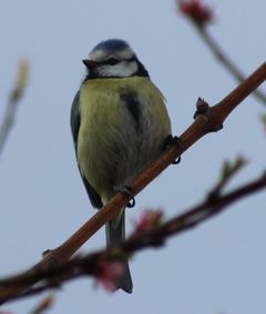 Amsel singt den Auftakt