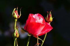 Am Sonntag ist Muttertag