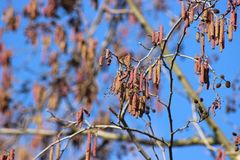 H&ouml;here Temperaturen = mehr Pollen?