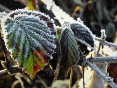 Teil 4 - Schnittkalender - Was wann schneiden?
