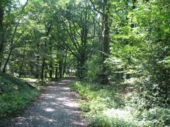 Die gr&uuml;ne Pille