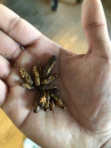 Heuschrecken statt Frikadelle