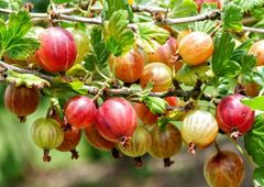 Voll mit Vitaminen - und Zucker!