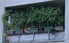 Tomaten auf den Augen?