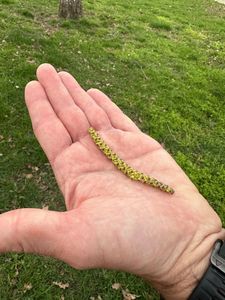 Birkenpollen schwirren los