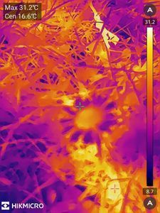25 Grad auf drei Zentimern!