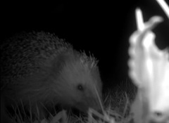 Igel im Sp&auml;tsommer: Fettreserven gegen den Klimawandel