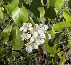&Uuml;berraschung im Klimagarten
